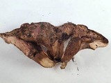 Sarcodon leucopus image