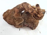 Sarcodon leucopus image