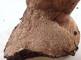 Sarcodon leucopus image