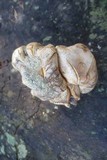 Scleroderma polyrhizum image