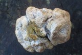 Scleroderma polyrhizum image