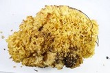 Sparassis crispa image