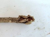 Stereum ochraceoflavum image