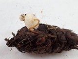 Strobilurus trullisatus image