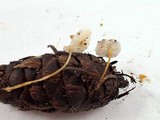 Strobilurus trullisatus image