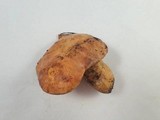 Suillus caerulescens image