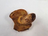 Suillus caerulescens image