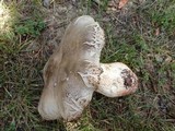 Tricholoma saponaceum image