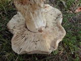 Tricholoma saponaceum image