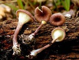 Panus neostrigosus image