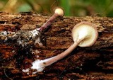 Panus neostrigosus image