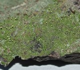 Chaenotheca furfuracea image