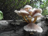 Mycena renati image