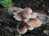 Mycena renati image