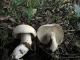 Tricholoma stiparophyllum image