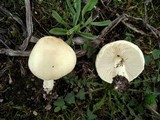 Lepiota oreadiformis image