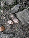 Agaricus bernardiiformis image