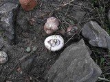 Agaricus bernardiiformis image