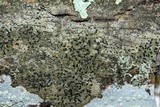 Opegrapha viridis image