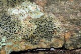Opegrapha viridis image
