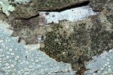 Opegrapha viridis image