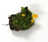 Chrysomphalina aurantiaca image