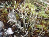 Cladonia subulata image