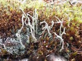 Cladonia subulata image