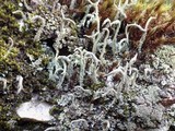 Cladonia subulata image