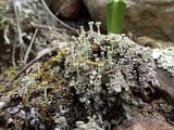 Cladonia fimbriata image