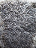 Diploschistes caesioplumbeus image