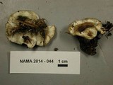 Phellodon tomentosus image