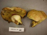 Boletus smithii image