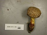 Cyanoboletus rainisiae image