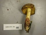 Cyanoboletus rainisiae image