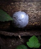Reticularia lycoperdon image