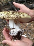 Amanita vernicoccora image