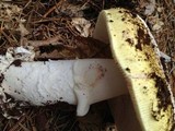 Amanita vernicoccora image