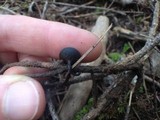 Plectania nannfeldtii image