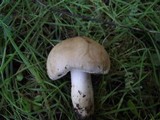 Inocybe fraudans image
