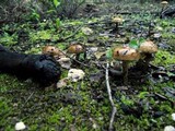 Pholiota highlandensis image