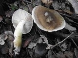 Tricholoma saponaceum image