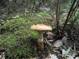 Cortinarius trivialis image
