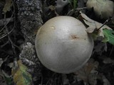 Cortinarius diosmus image