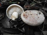 Tricholoma acerbum image