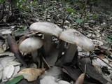 Entoloma lividoalbum image