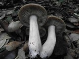 Entoloma lividoalbum image