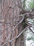 Fomitopsis officinalis image