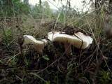 Hygrophorus pseudodiscoideus image