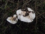Hygrophorus pseudodiscoideus image